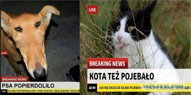 Лесопилку попердолило
