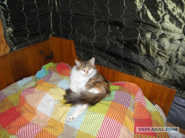 Жизнь домашнего приюта для котеек 433