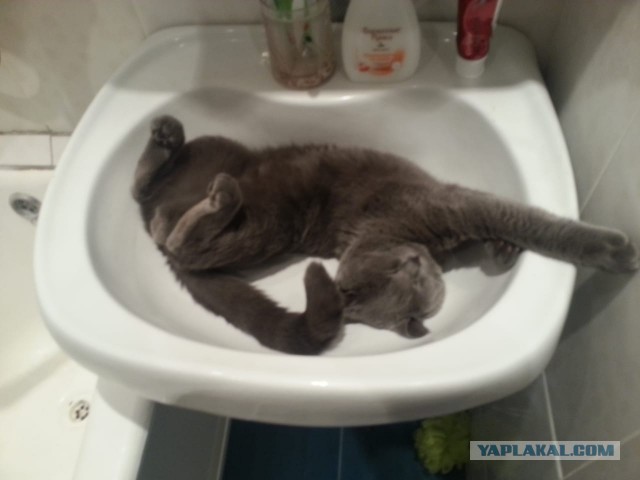 Пройдемся по котикам?!