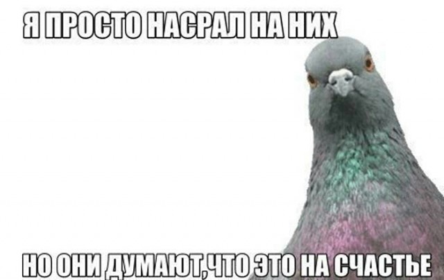 Победная поступь идиотизма по планете – том 12