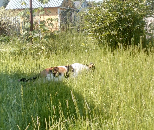 Где коты свернули не туда?