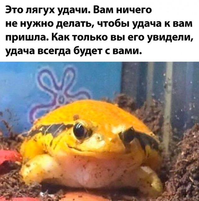 Картинки и мемы для настроения - 181