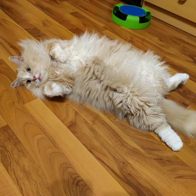 Котовторник! 16+ Коллеги-рабы, отмечаемся, у кого хозяину много лет!