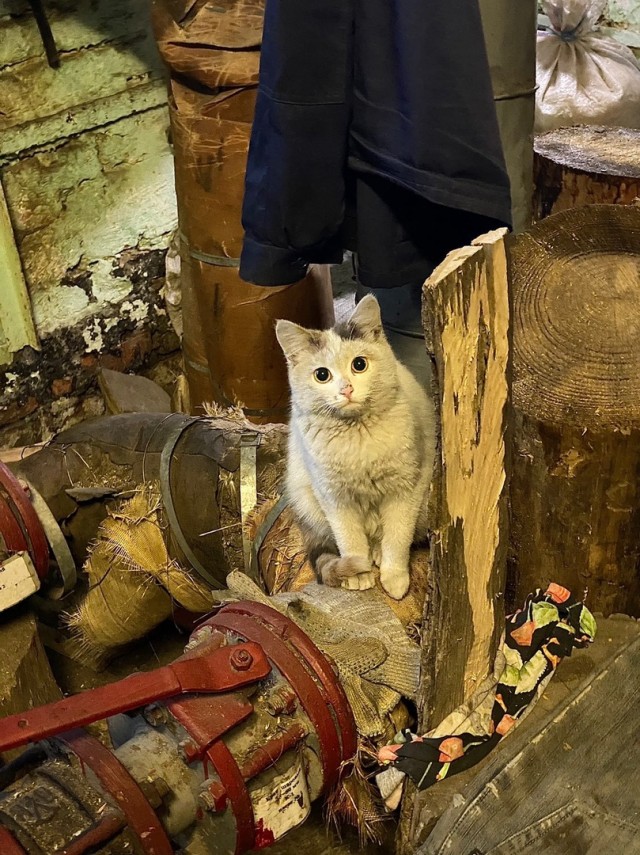 Коты на производстве