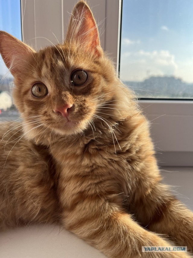 Котовторник Рыжих