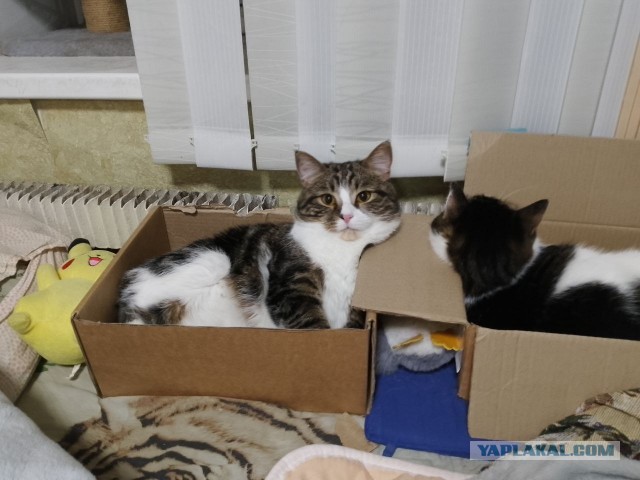 Мой котяра