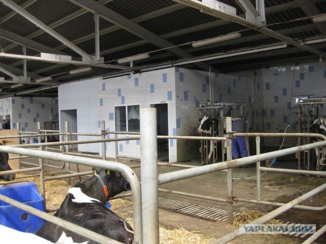 Массажный салон "Муму"