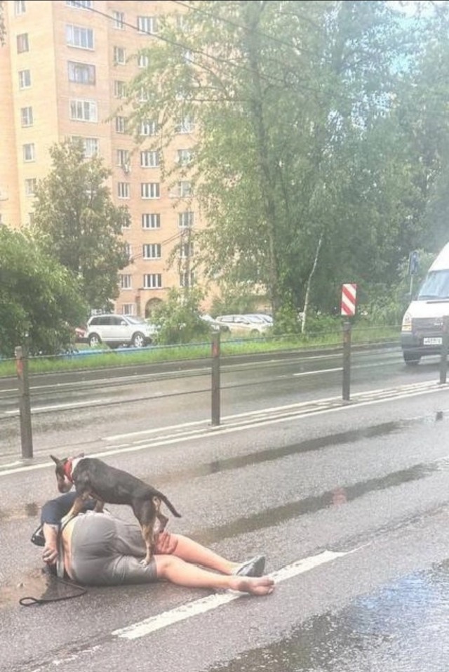 В Москве пассажир автобуса ударил водителя за просьбу надеть намордник на собаку.