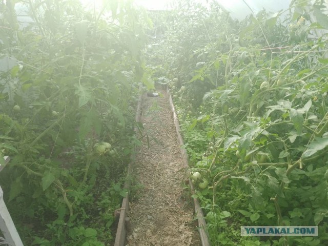 Жизнь домашнего приюта для котеек 504