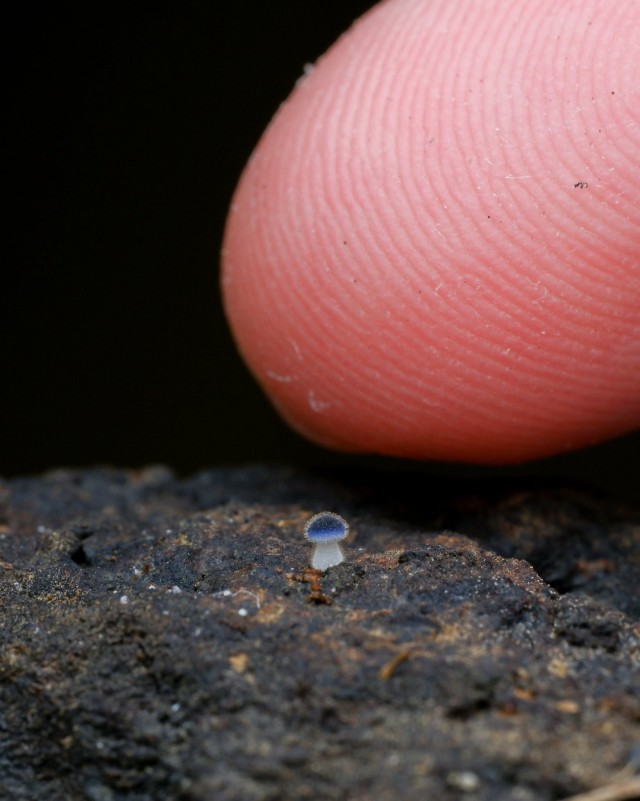 Недавно обнаруженный гриб из Тайваня (mycena subcyanocephala)