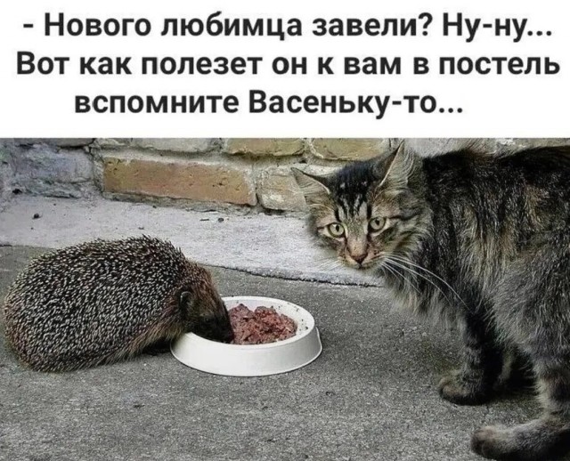 Завалялось тут случайно немного забавных картинок в субботу