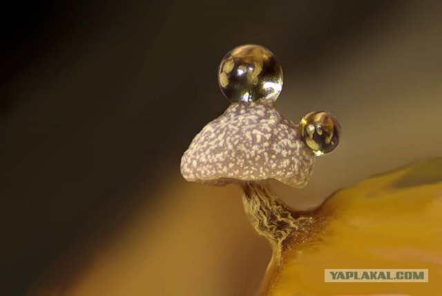 Жизнь под микроскопом: 11 победителей фотоконкурса Nikon Small World 2024