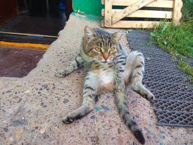 12 самых смешных котов в истории комического конкурса Comedy Pet Photography Awards