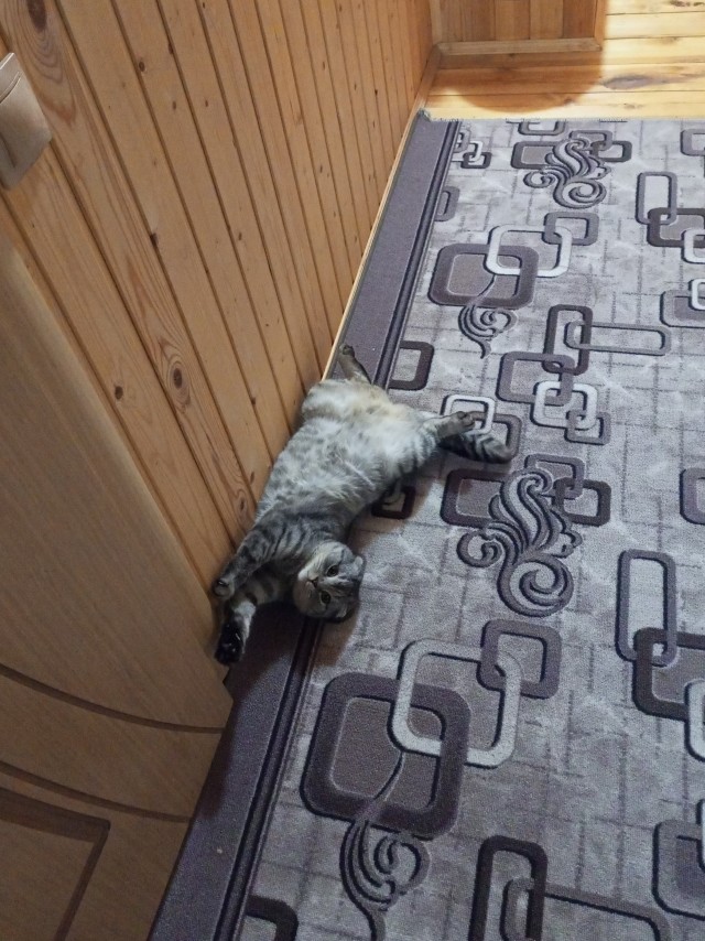 А где котики, сегодня же вторник!