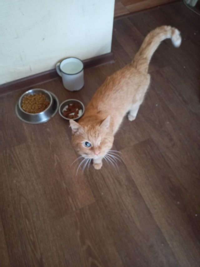Котовторник продолжается