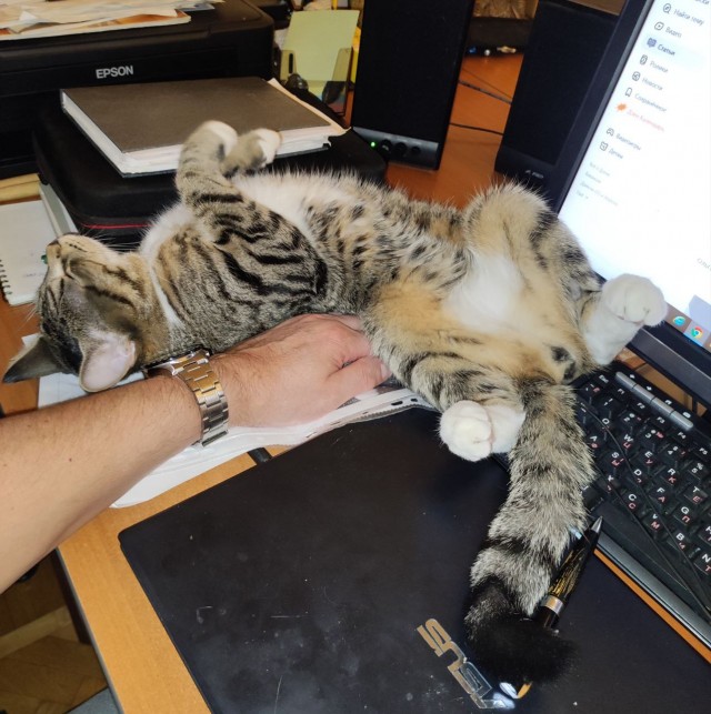 Спящий кот