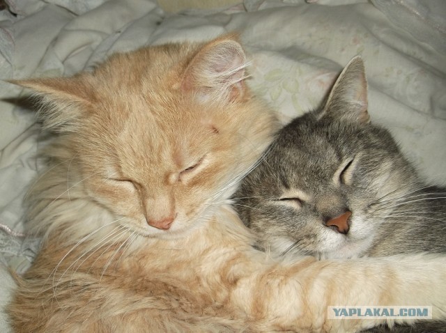 Котовторник 25.06.2013