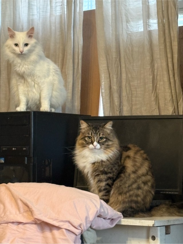 Моему коту Тому 2 года
