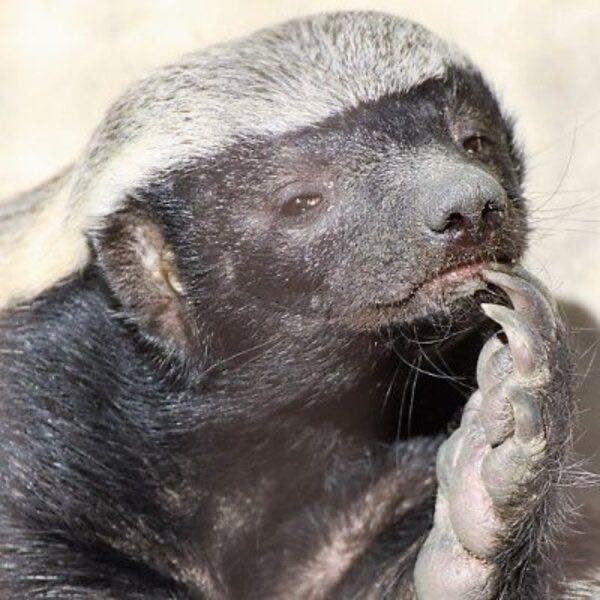 Давно про отморозков не  было тут...