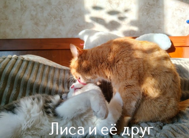 Жизнь домашнего приюта "Котоленд" 516
