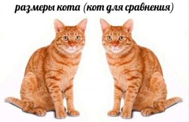 К котовторнику: подборка картинок-баянов с котиками и про котиков. Выпуск 27.