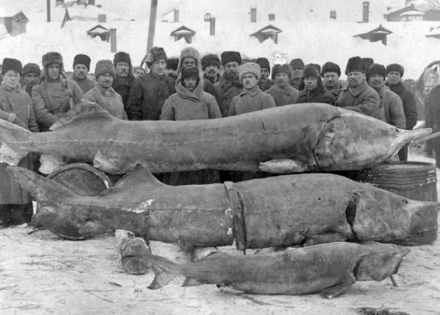 морской окунь