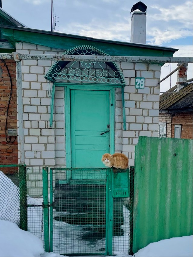 Уличные котики