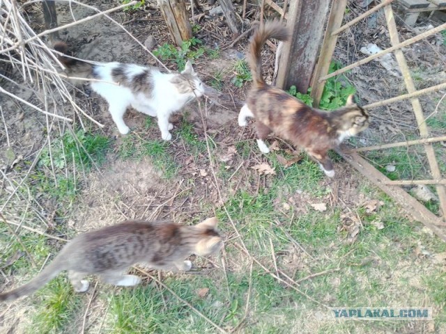 Жизнь домашнего приюта для котеек 577