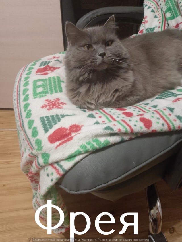 Жизнь домашнего приюта "Котоленд" 543
