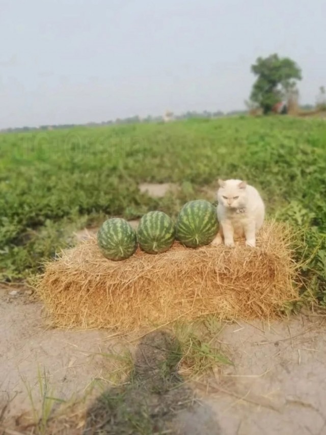 «Хранитель арбузов»