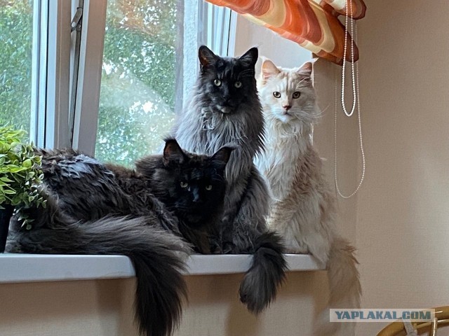 Дайте коту имя
