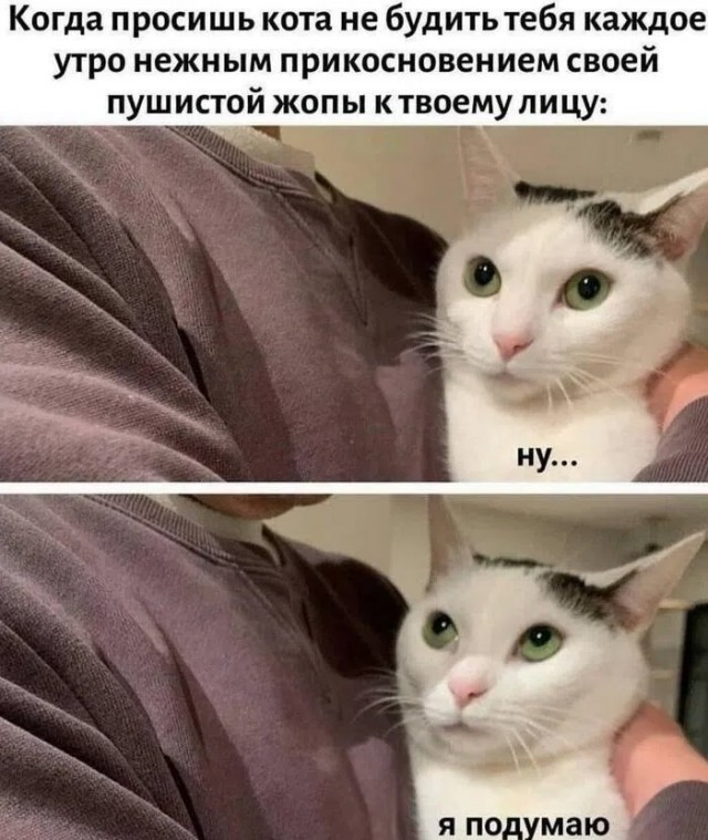 На уходящий котовторник