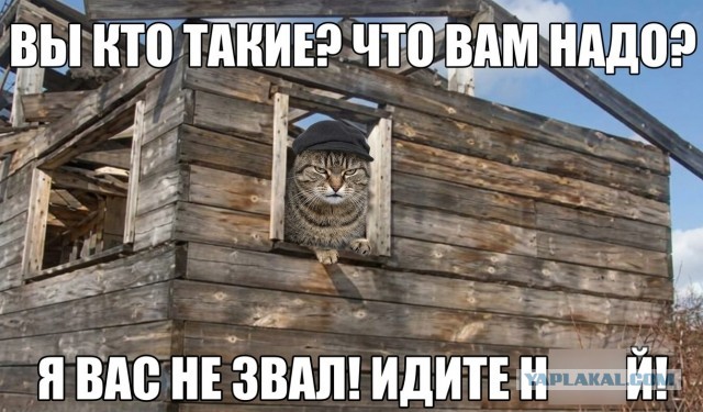 Уличным котам построили собственный особняк в Петербурге