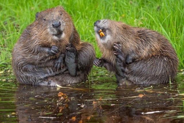 Снимки финалистов конкурса Nikon Comedy Wildlife Awards 2026