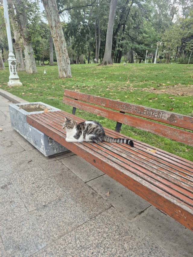 К котовторнику: подборка картинок-баянов с котиками и про котиков. Выпуск 46