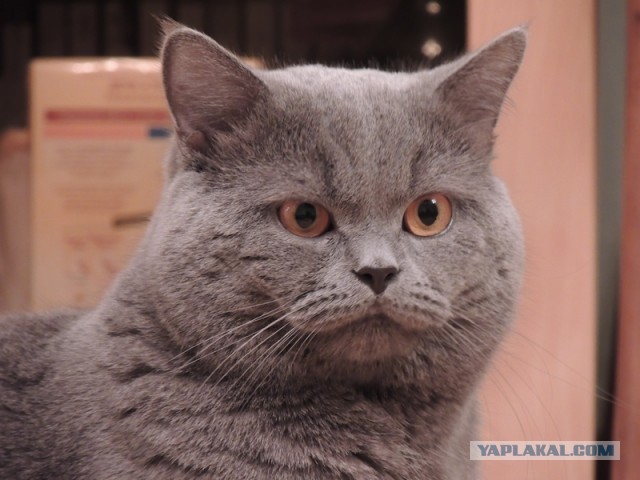 Котовторник 17.09.2013