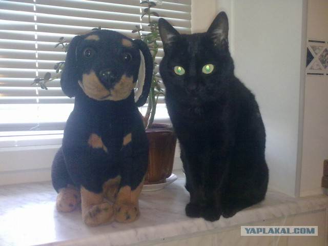Котовторник 18.03.2014