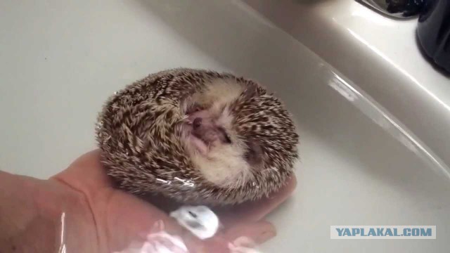 Давай к нам.