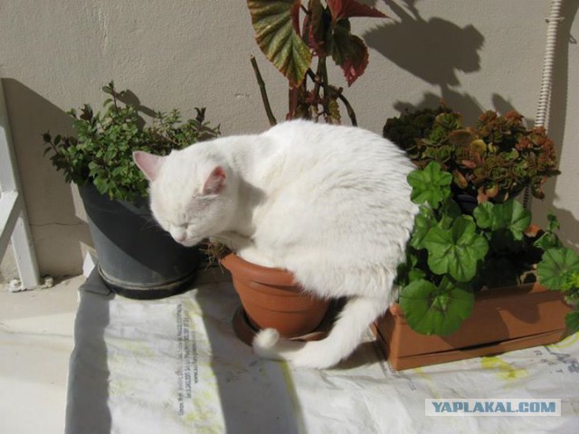 Котовторник 6.05.2014
