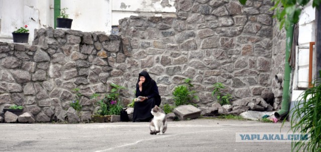 Котовторник 10.06.2014