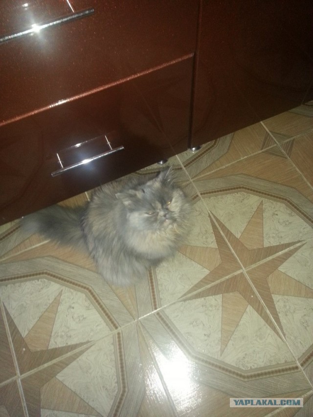 Котовторник 17.06.2014