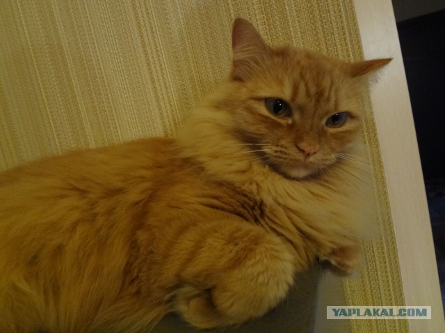 Котовторник 25.11.2014