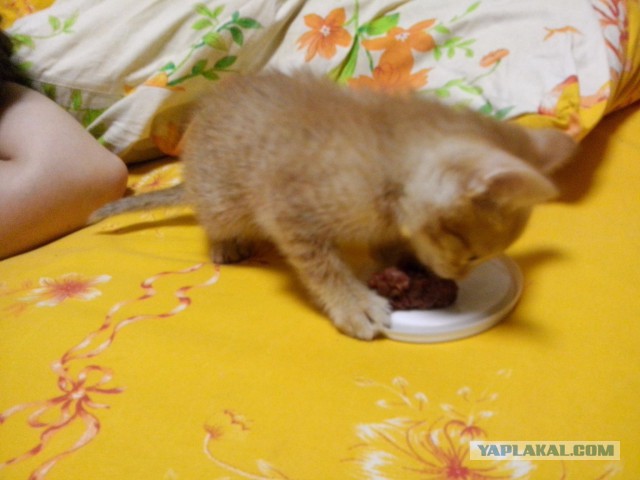 Котовторник 2.12.14