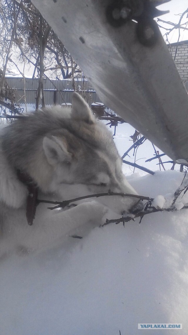 Мой хасеныш