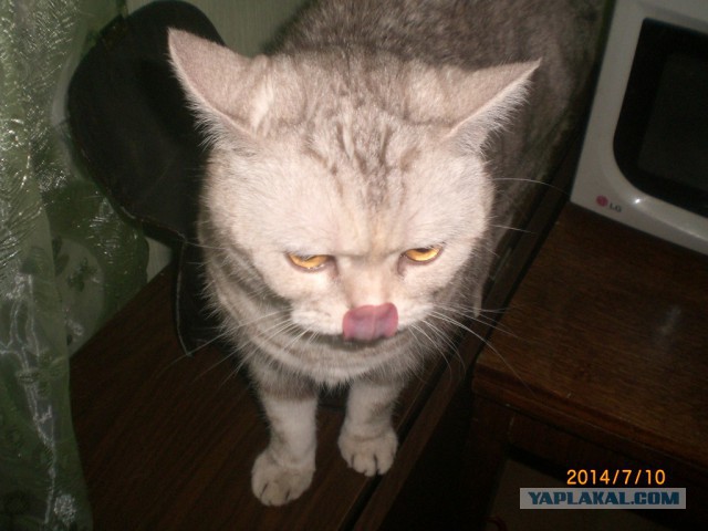 Покажи язык