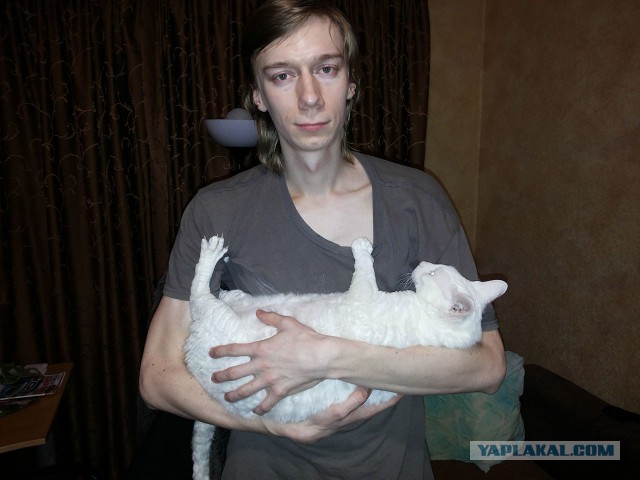 Самые крупные породы домашних кошек. Топ-11