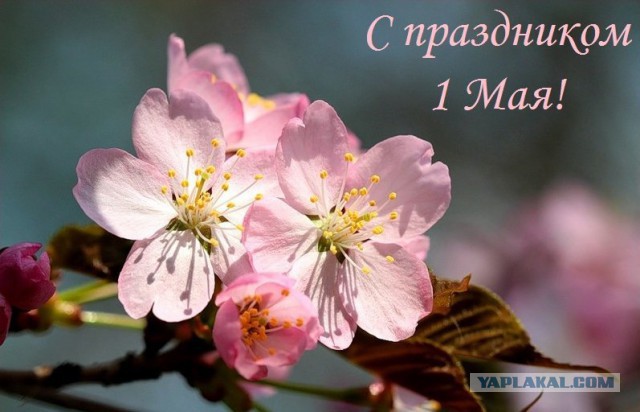 Перемирие кончилось, едва начавшись. Часть 8