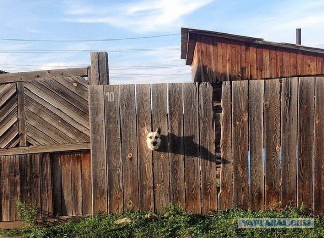 Фото, которые возможно было сделать только в РФ