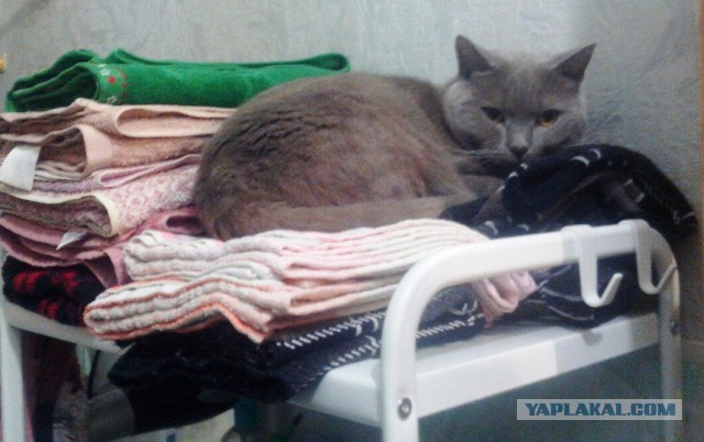 Котовторник наступил!:)