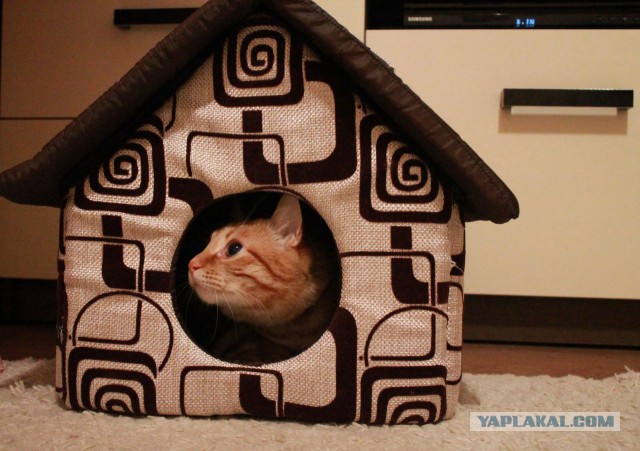 Котовторник